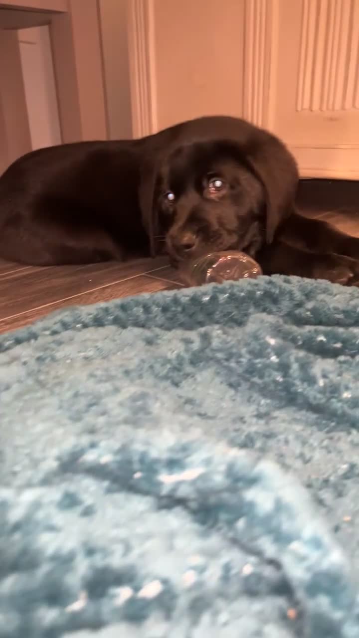 Labrador Retriever dogs for sale: READY NOW.Beautiful black KC registered Labradors  - Video 2