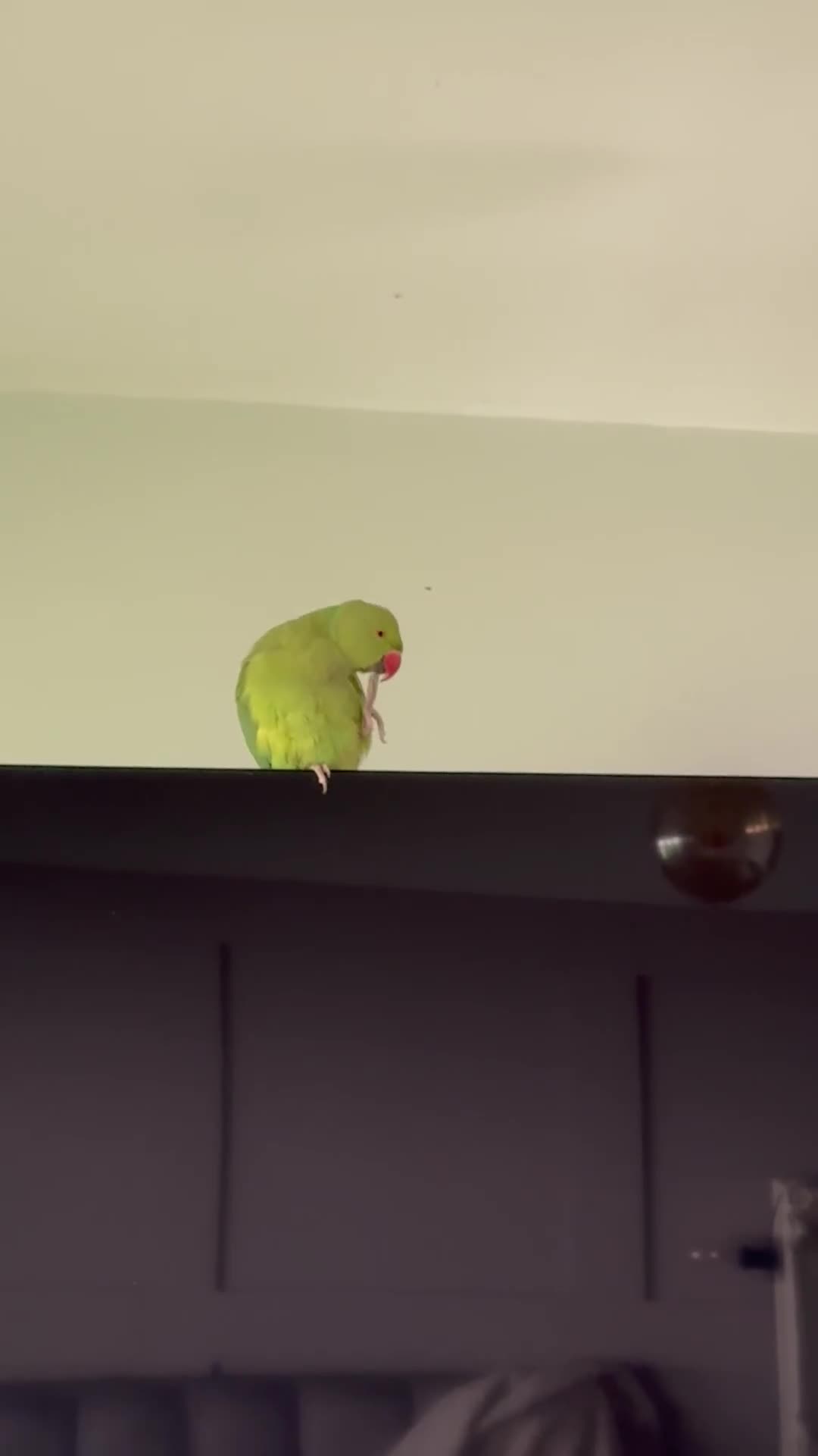 Ringnecks birds for sale: Indian ringneck parakeet  in Horsham - Video 3