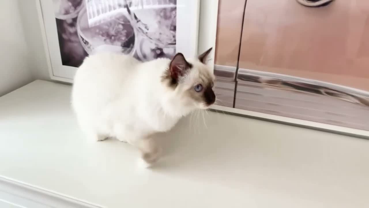Ragdoll cats for sale: GCCF ACTIVE (FOR BREEDING) SEAL POINT MITTED GIRL - Video 2