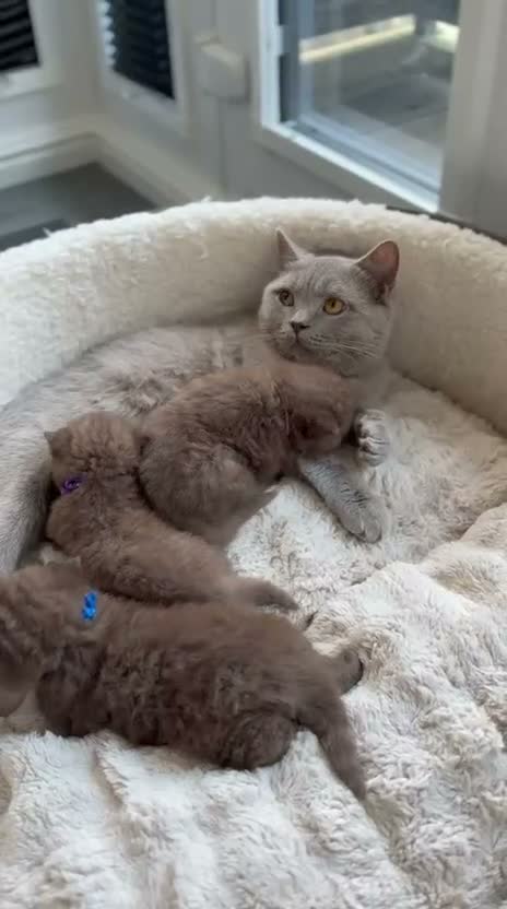 British Shorthair cats for sale: Cinnamon BSH Kittens – 3 Boys  - Video 3