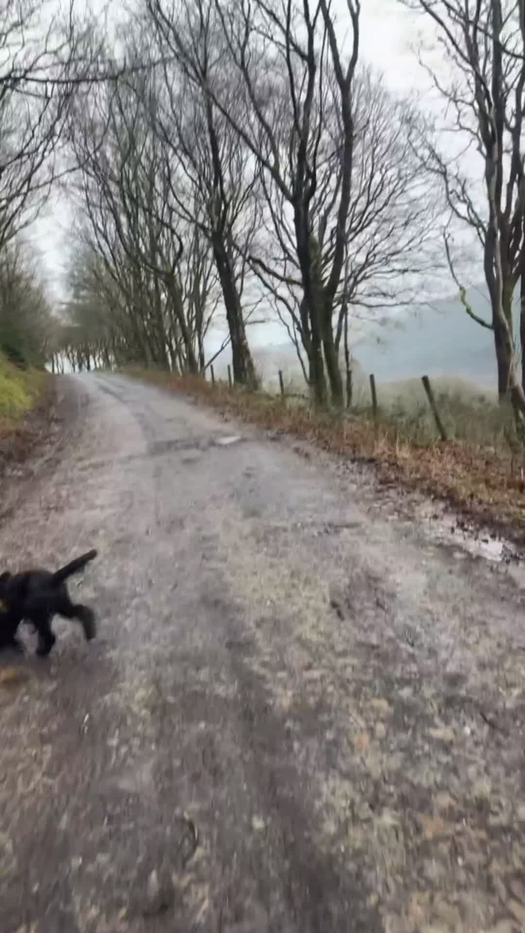 Cocker Spaniel dogs for stud: Cocker spaniel Stud  - Video 2