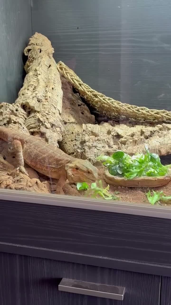 Bearded Dragon reptiles for sale: Vivexotic viv enclosure cabinet bearded dragon - Video 1