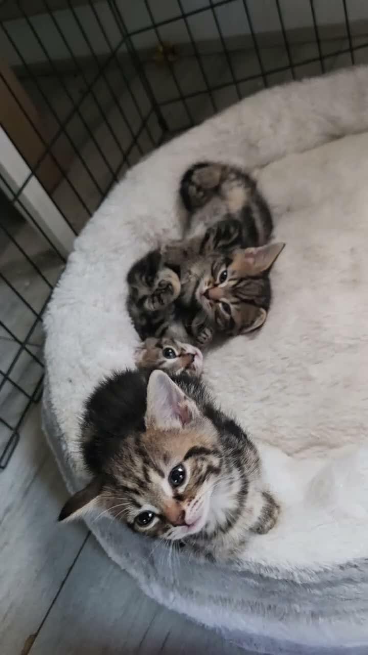 Bengal cats for sale: 4 Beautiful Bengal Kittens for Sale - Video 1