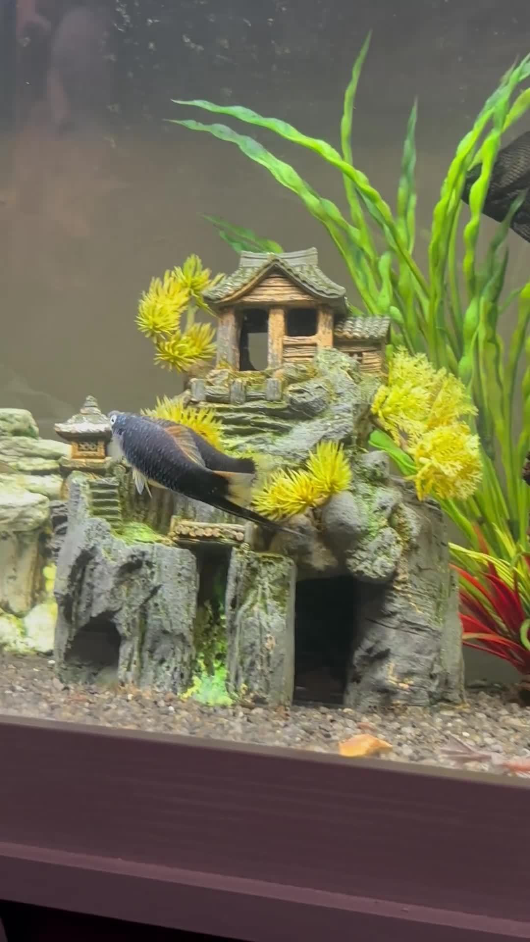 Other/Mixed Breed fish for sale: Molly x swordtail molly male and female  in Burgess Hill - Video 1