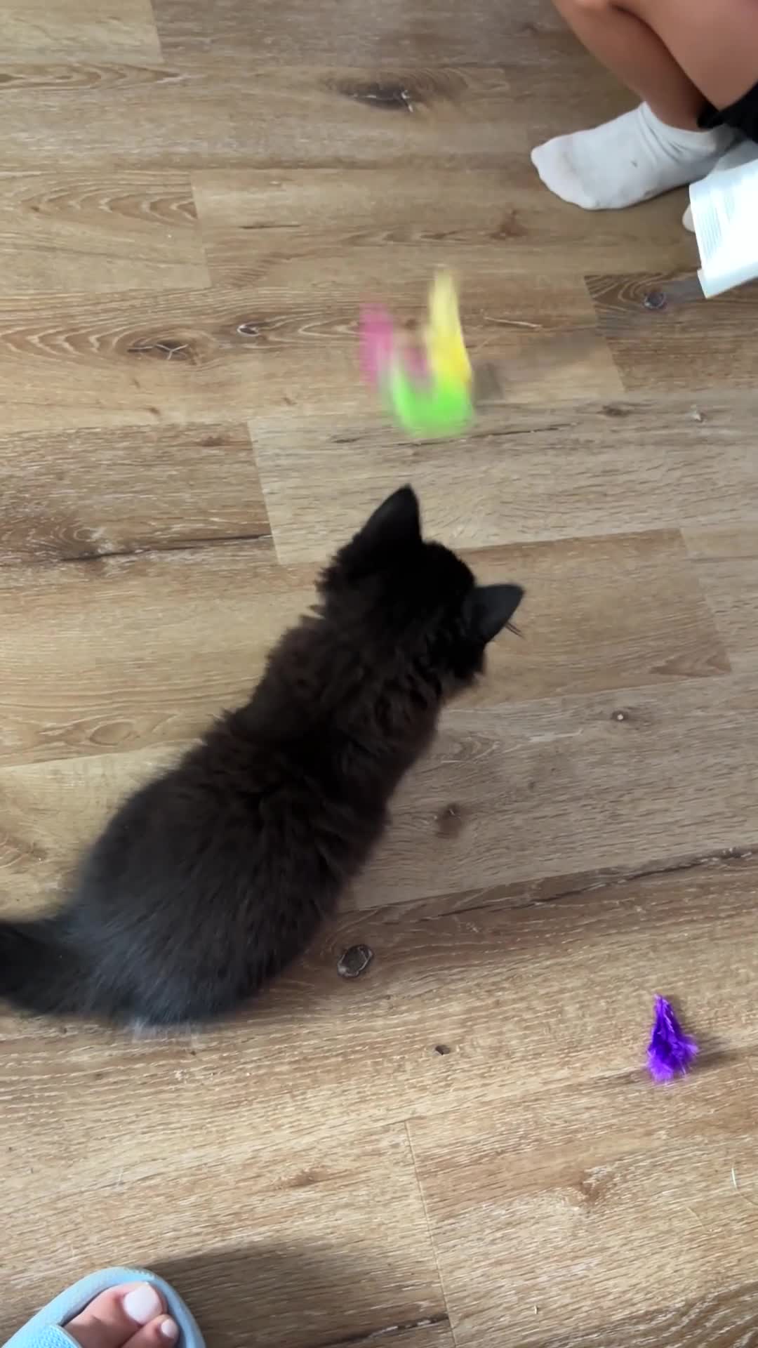 Mixed Breed cats for sale: Beautiful tabby kittens  - Video 1
