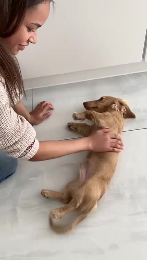 Miniature Dachshund dogs for sale: 9 Month Old Cream long haired Boy (Rehoming) - Video 2