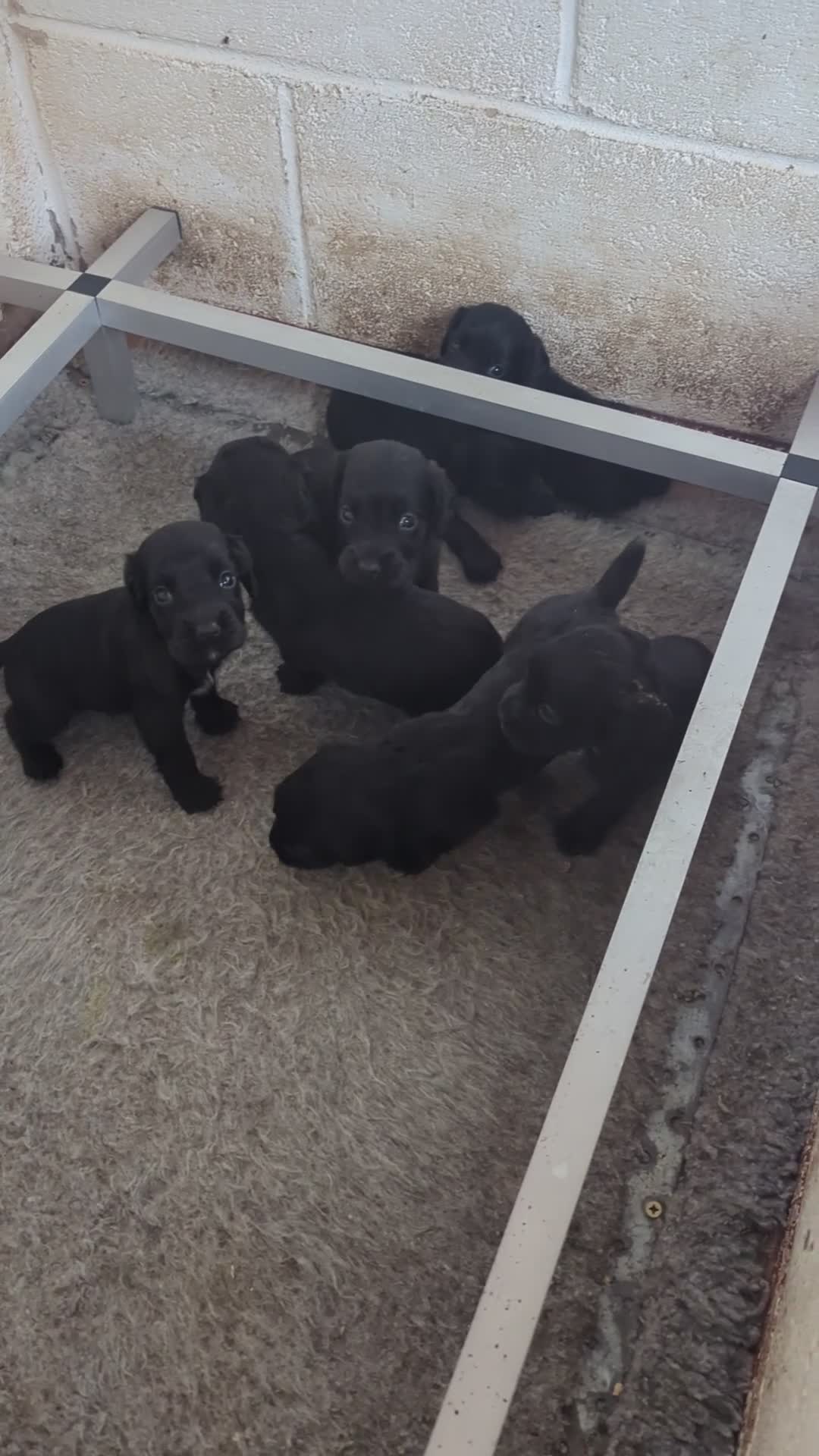 Cocker Spaniel dogs for sale: Beautiful black working cocker spaniel puppies  - Video 1