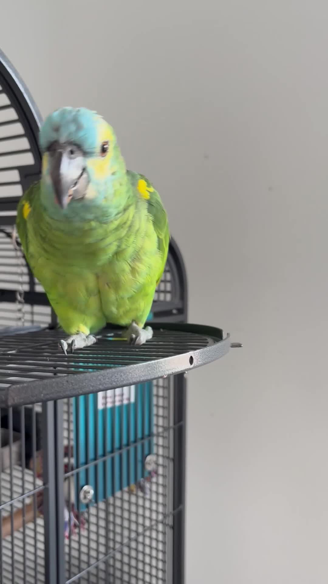 Parrots birds for sale: Bluey Blue fronted parrot - Video 2