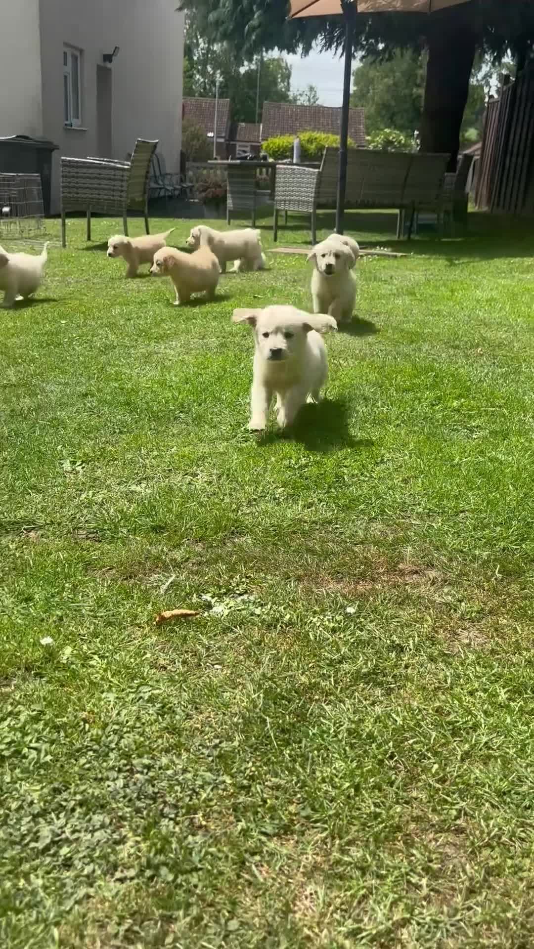 Golden Retriever dogs for sale: Golden retriever puppy’s  - Video 2