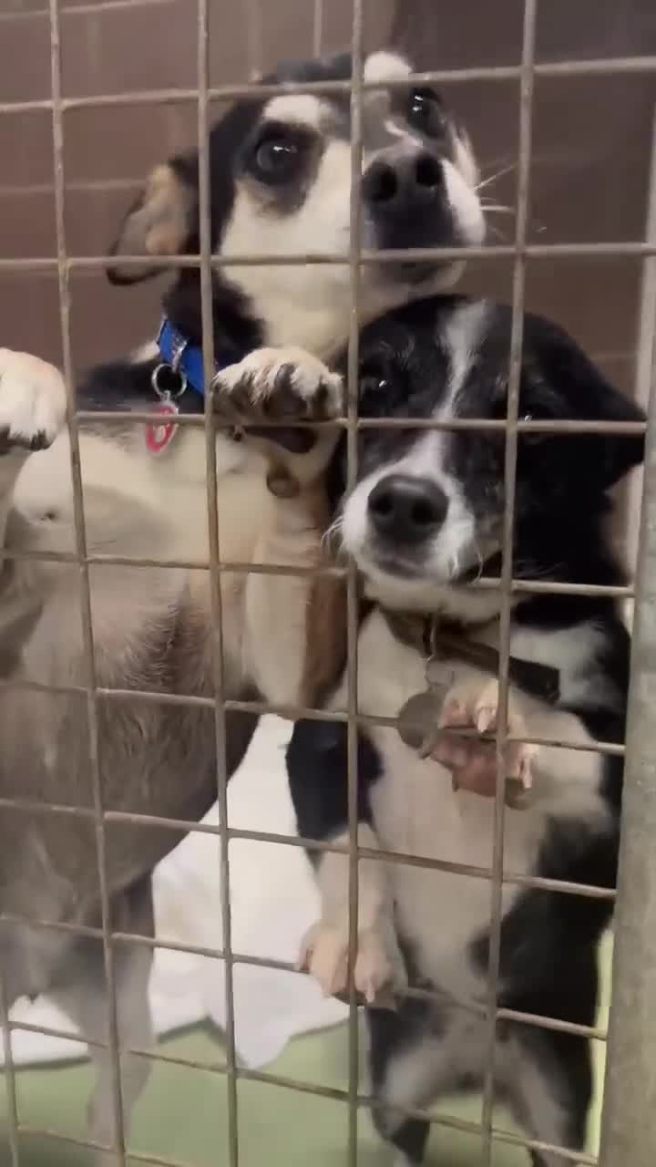 Mixed Breed dogs for adoption: Ginnie and Freddie 🐾 bonded couple  - Video 2