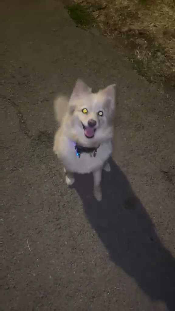 Mixed Breed dogs for sale: Pomeranian/chihuahua mix girl  - Video 1