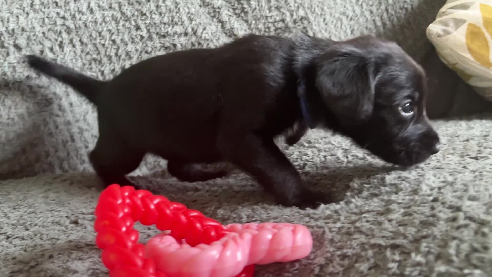 Mixed Breed dogs for sale: 🐾🐶10 stunning Cocker collies🐶🐾 in Morpeth - Video 4