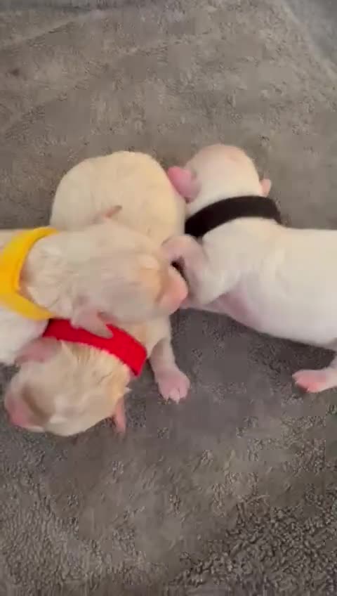 Maltipoo dogs for sale: Fully dna tested Maltipoos  - Video 1