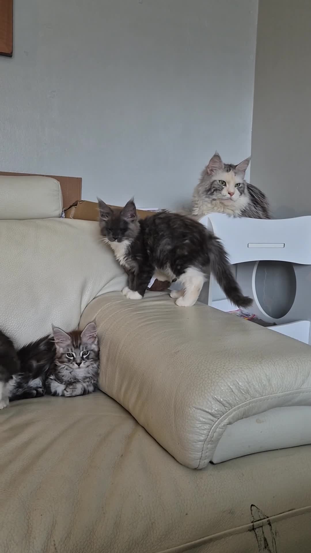 Maine Coon cats for sale: Tica registered maine coon kittens  - Video 4