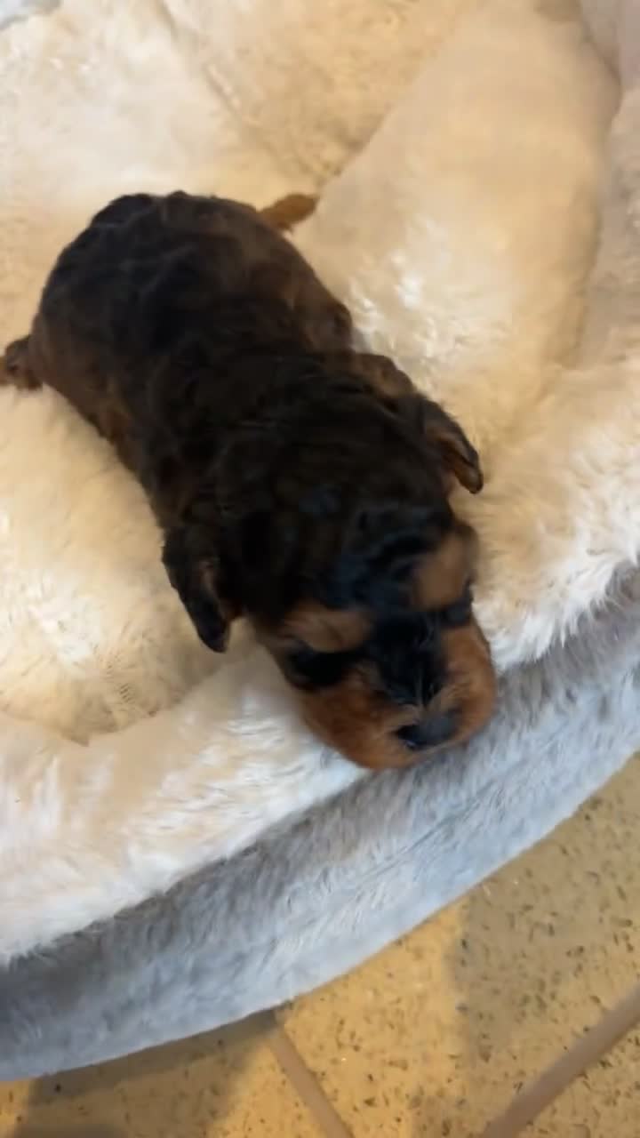Cockapoo dogs for sale: Toy miniature cockapoo puppy’s  - Video 3
