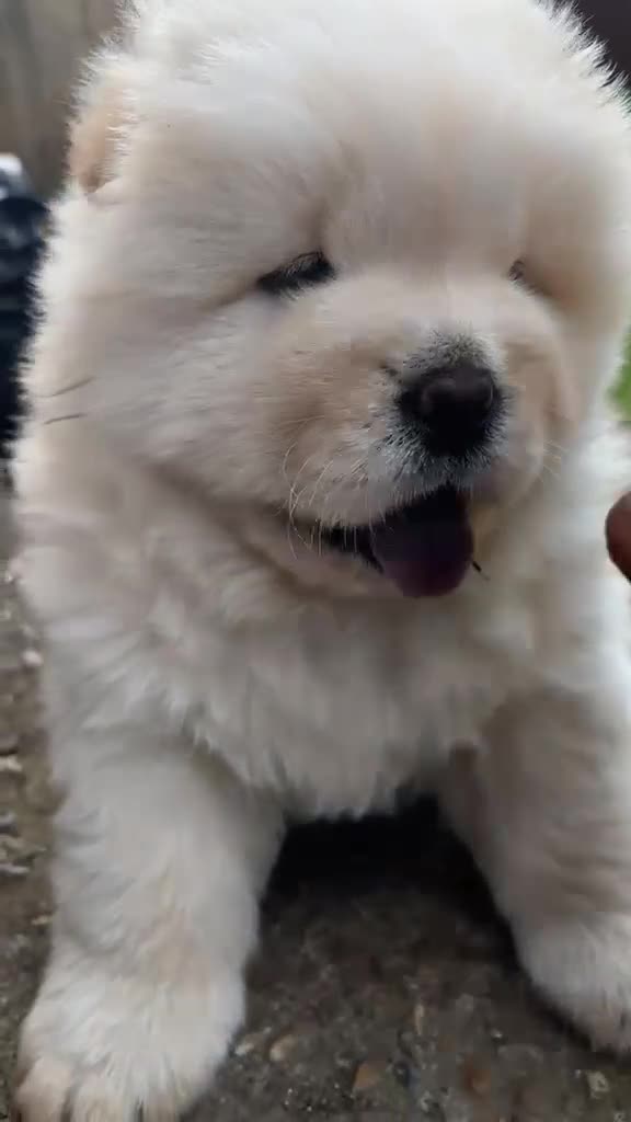 Chow Chow dogs for sale: Outstanding polar white chow - Video 2