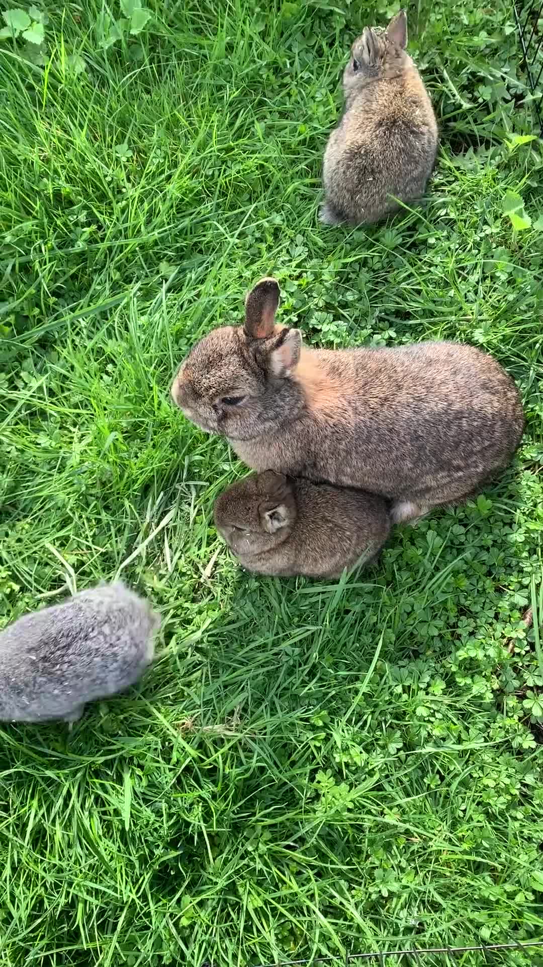 Netherland Dwarf rabbits for sale: Netherland Dwarfs x3 Left READY NOW - Video 1