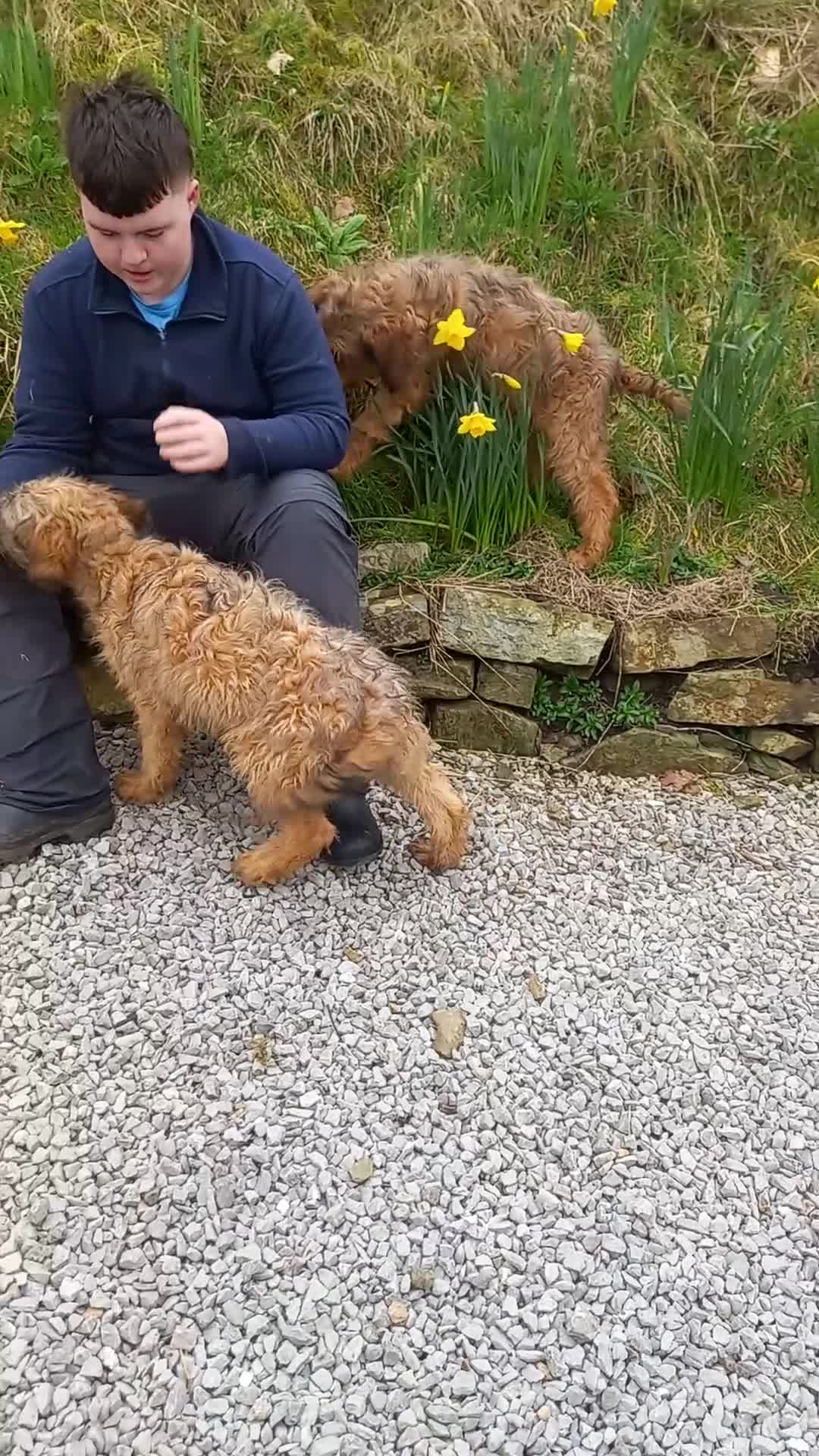 Briard dogs for sale: Top class puppies - Video 1