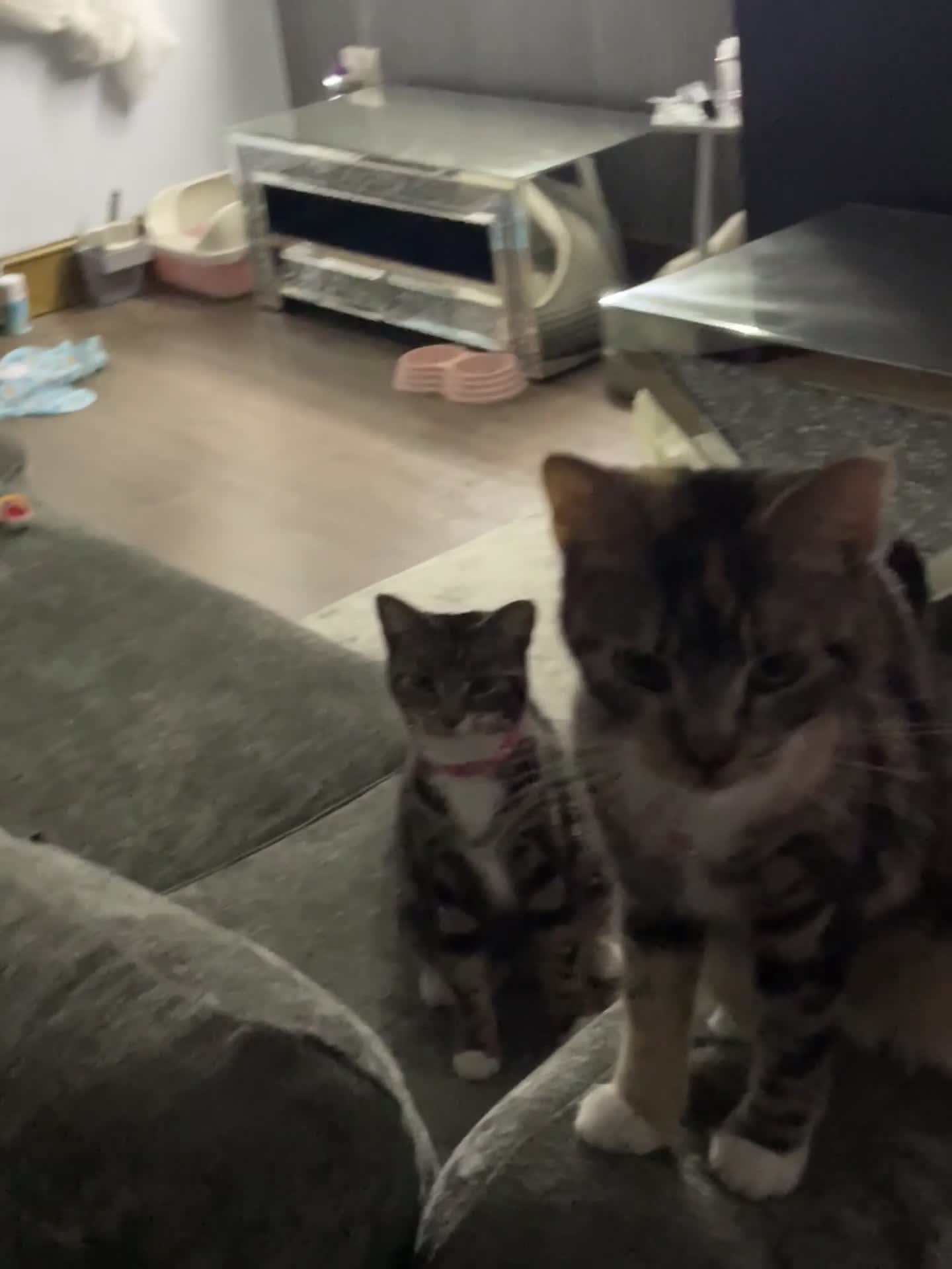 British Shorthair cats for sale: 2 female cats  in Scunthorpe - Video 1