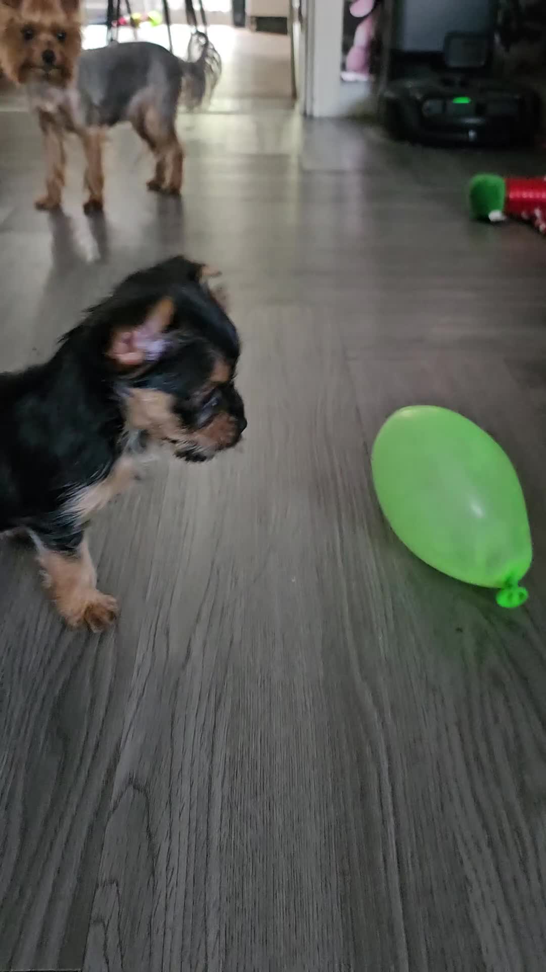 Yorkshire Terrier dogs for sale: Yorkshire terrier mini - Video 1