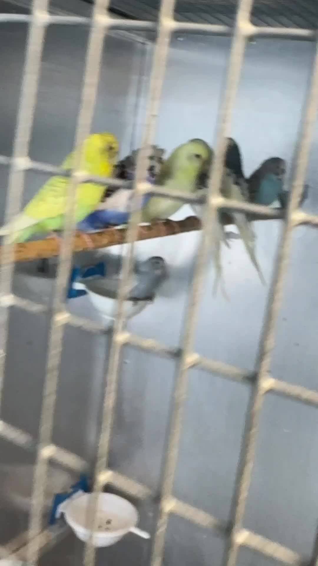 Budgerigars birds for sale: Budgies Breeding pairs and youngsters  - Video 1