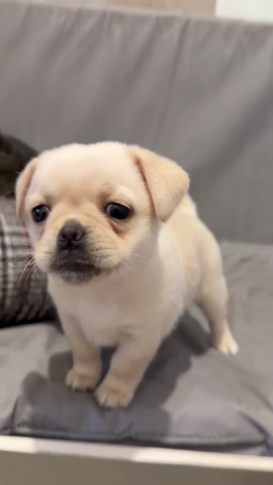 Pomeranian dogs for sale: Pug x Pomeranian mixed breed Puppies  - Video 4