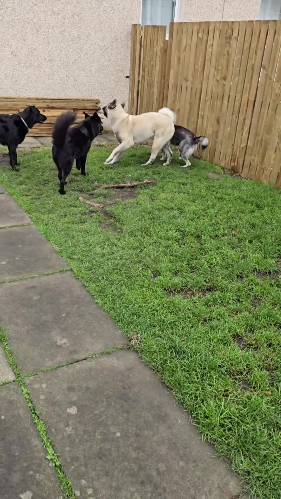 Akita dogs for stud: American akita proven stud  - Video 3