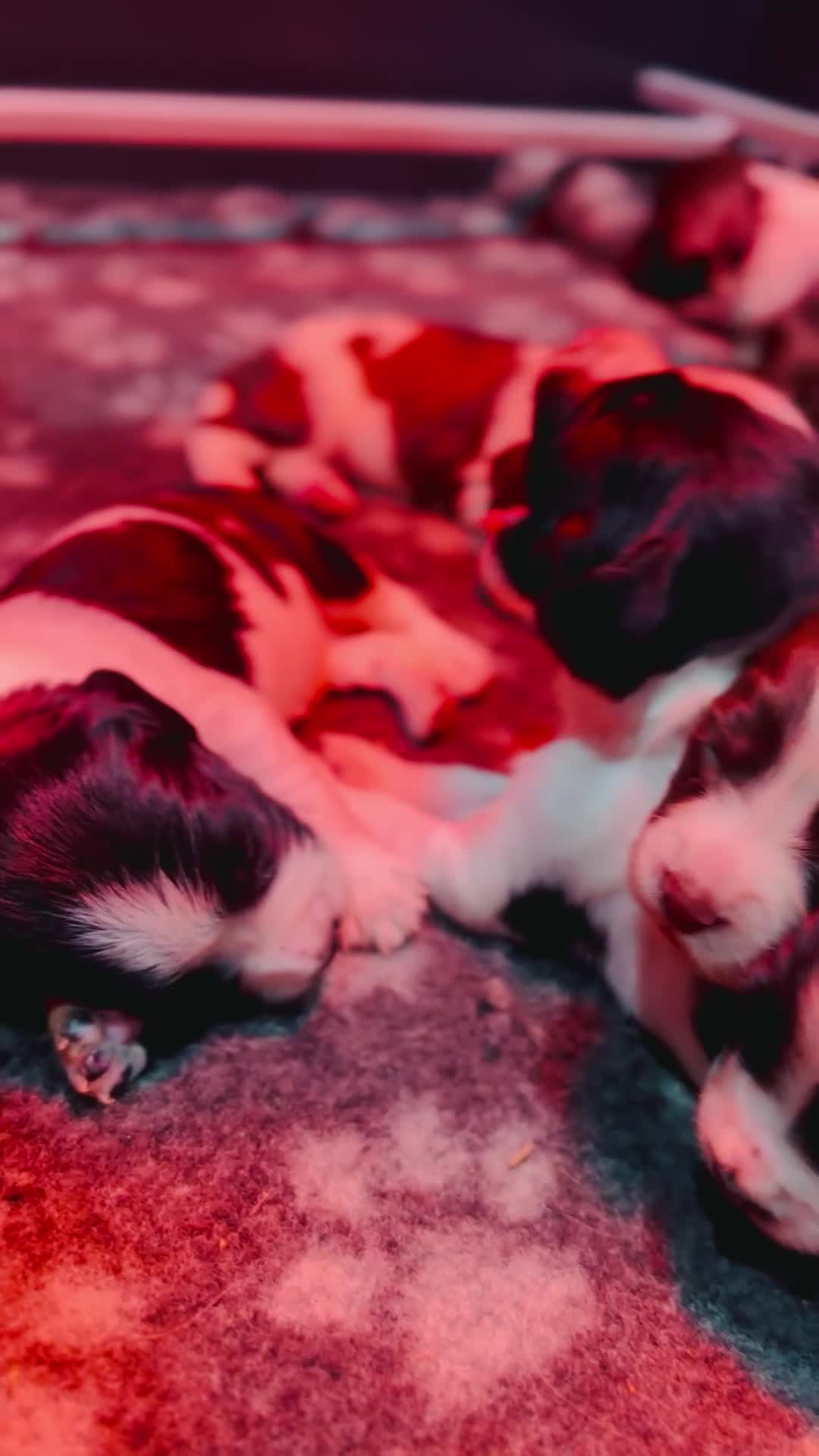 English Springer Spaniel dogs for sale: KC English Springer Spaniels  - Video 1