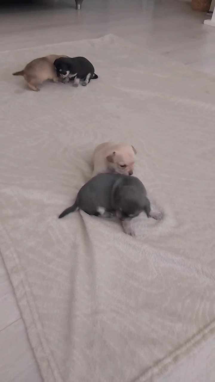 Chihuahua dogs for sale: Ready to leave Chihuahua puppies  in Ipswich - Video 2