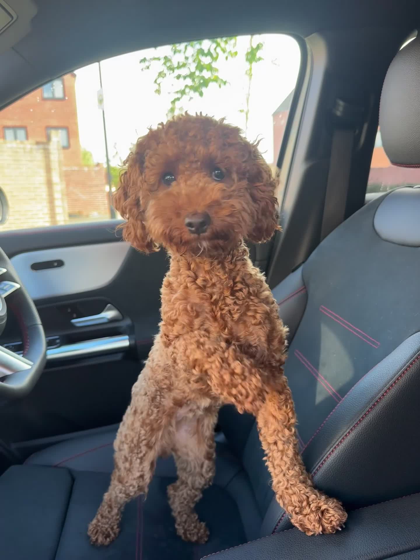 Toy Poodle dogs for sale: Toy Poodle 🐾  - Video 1