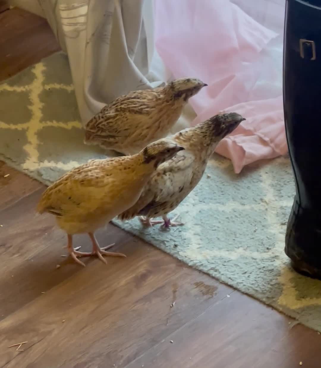 Quail poultry for sale: Japanese ‘Coturnix’ MALE Quail’s - Video 1