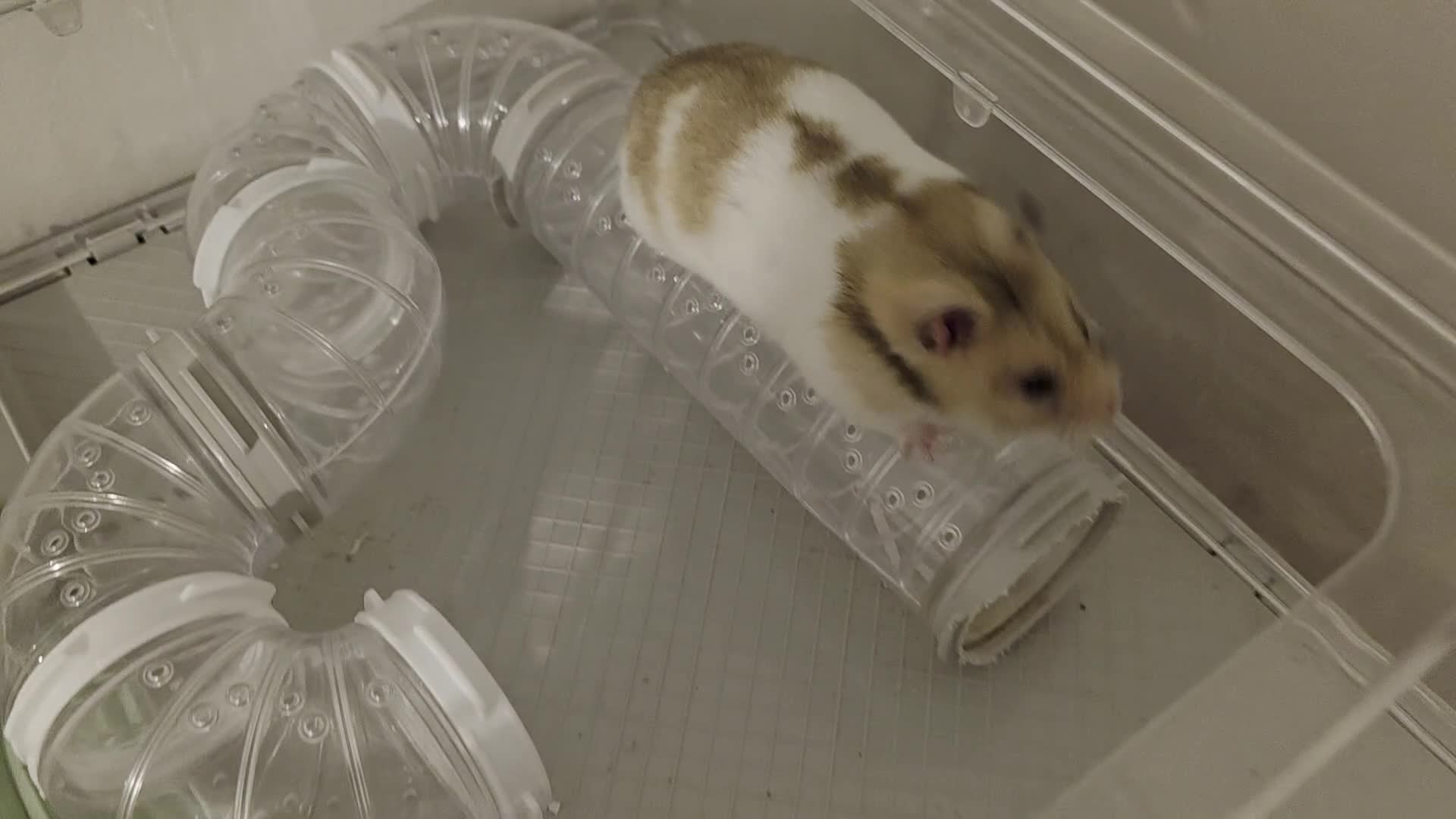 Hamster rodents for sale: Female baby Hamster  - Video 1