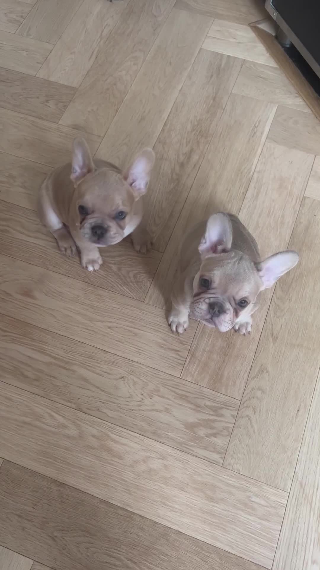 French Bulldog dogs for stud: PROVEN STUD Louis Isabella, Rojo Visual Fluffy in London - Video 2