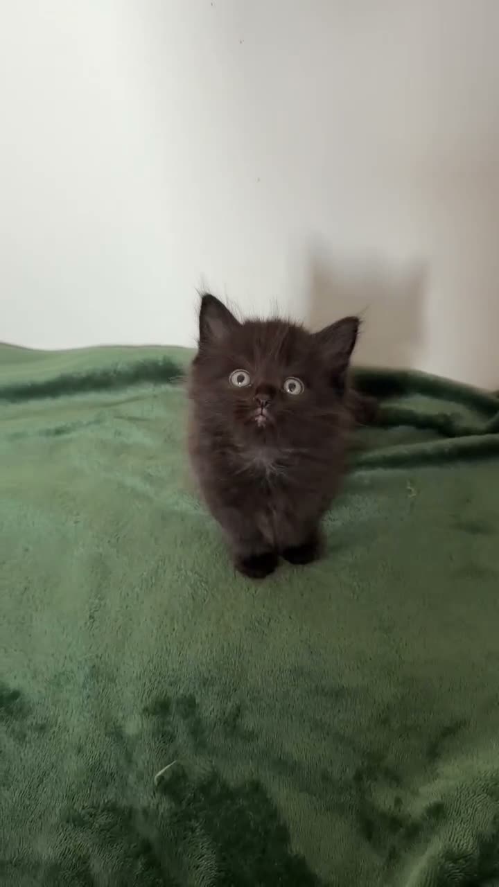 Mixed Breed cats for sale: Fluffy Half Ragdoll/Half Tuxedo Kittens🐾 - Video 1
