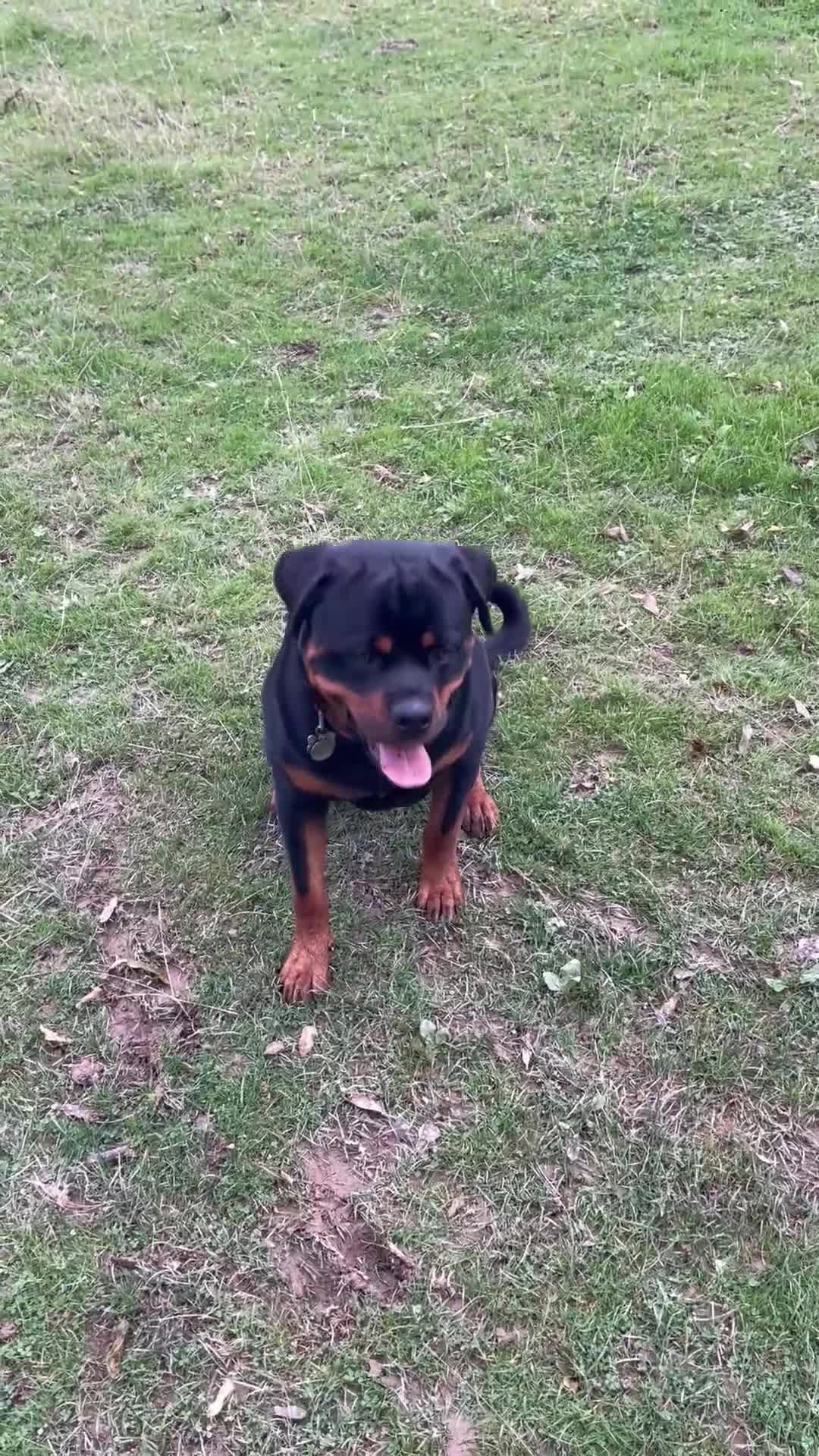 Rottweiler dogs for stud: Male for stud - Video 3