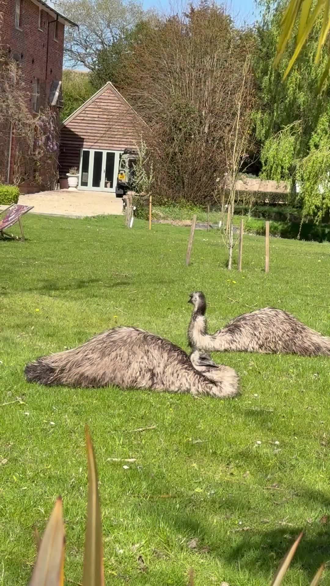 Emus poultry for sale: Emus for sale  in Hungerford - Video 1