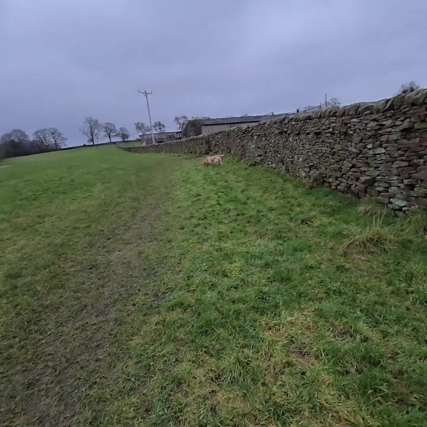 Labrador Retriever dogs for sale: Professionally Trained Labrador  - Video 1