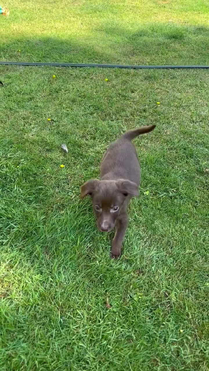 Cockerdor dogs for sale: Cockerdor puppies in Carlisle - Video 1