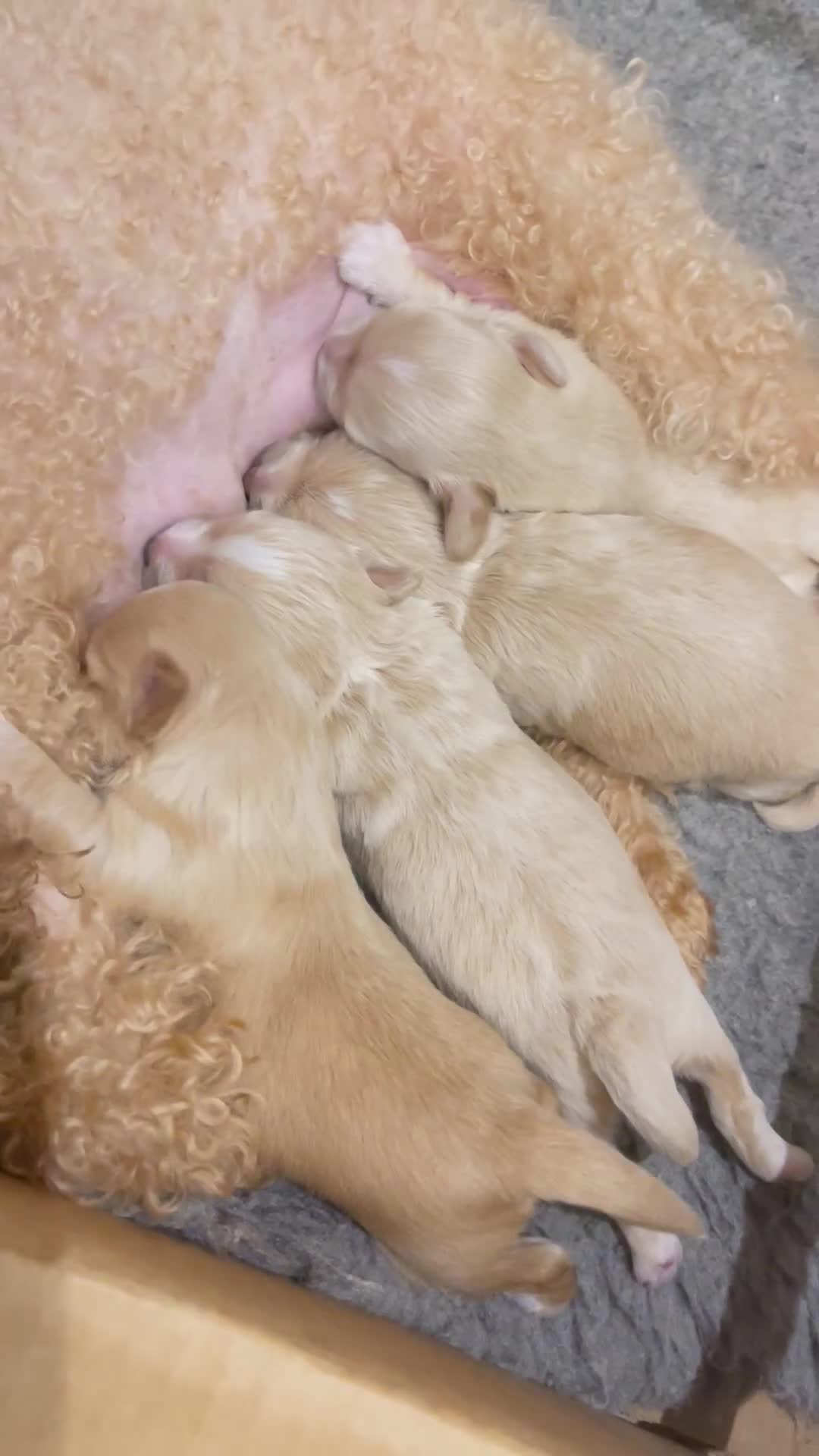 Maltipoo dogs for sale: Exceptional Petite Korean Maltipoo Puppies - Video 2