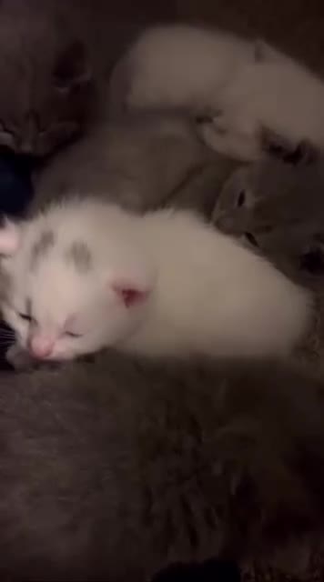British Shorthair cats for sale: 4 adorable kittens remaining ready for a new home - Video 1