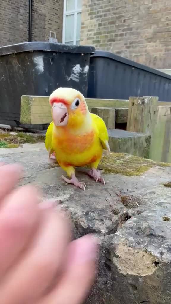 Conures birds for sale: Silly tamed sun cheek conure hand reared baby - Video 3