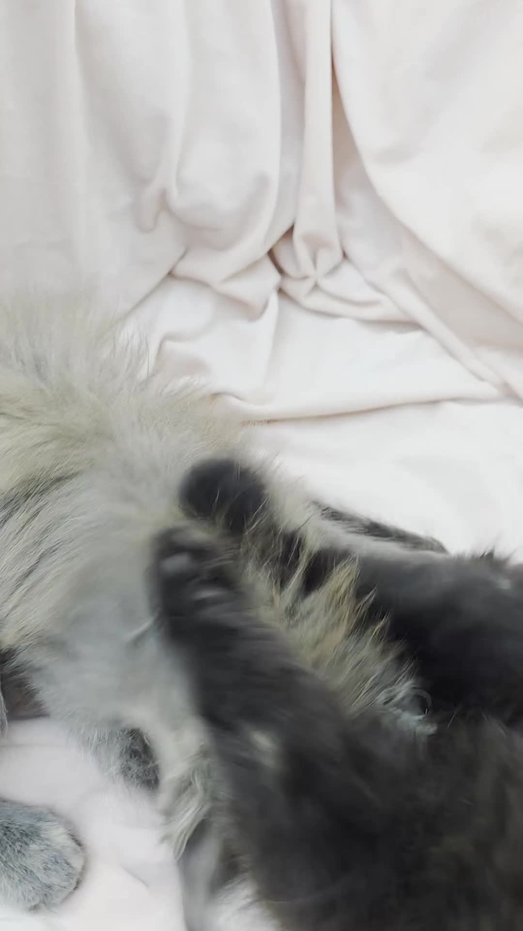 Mixed Breed cats for sale: Female Maine Coon X British Short Hair - Video 1