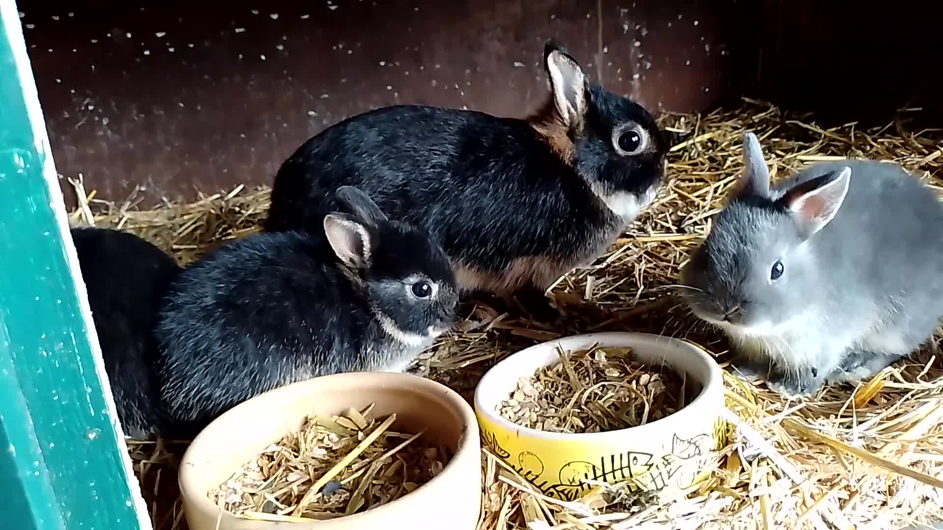 Netherland Dwarf rabbits for sale: netherland dwarf baby does - Video 1