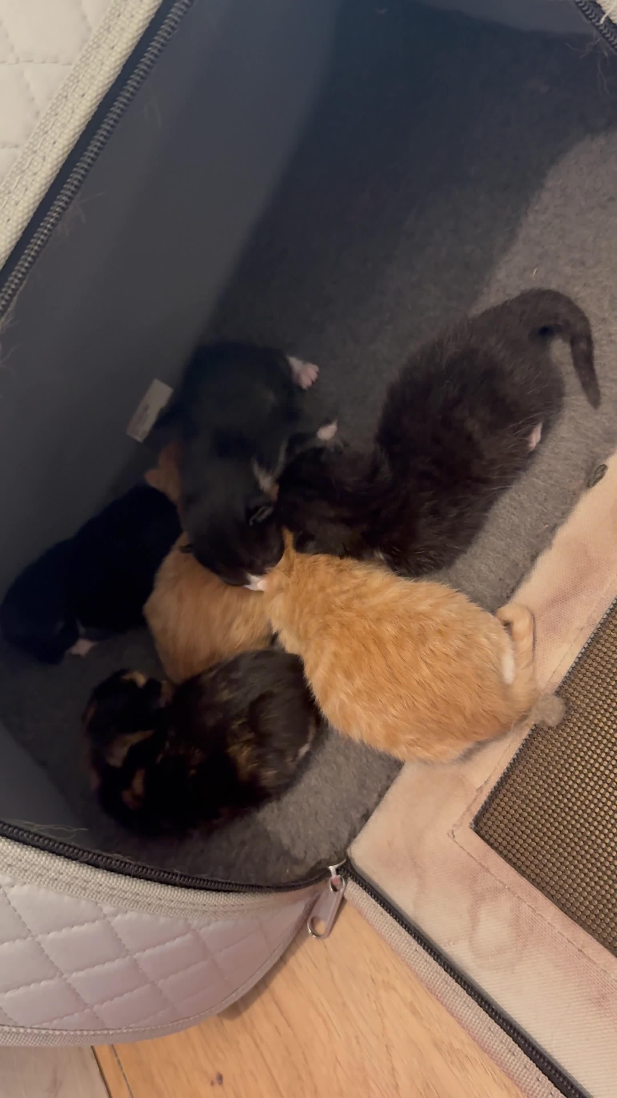 Mixed Breed cats for sale: Adorable Kittens Ready for Their Forever Homes 🐾 in Winchester - Video 1