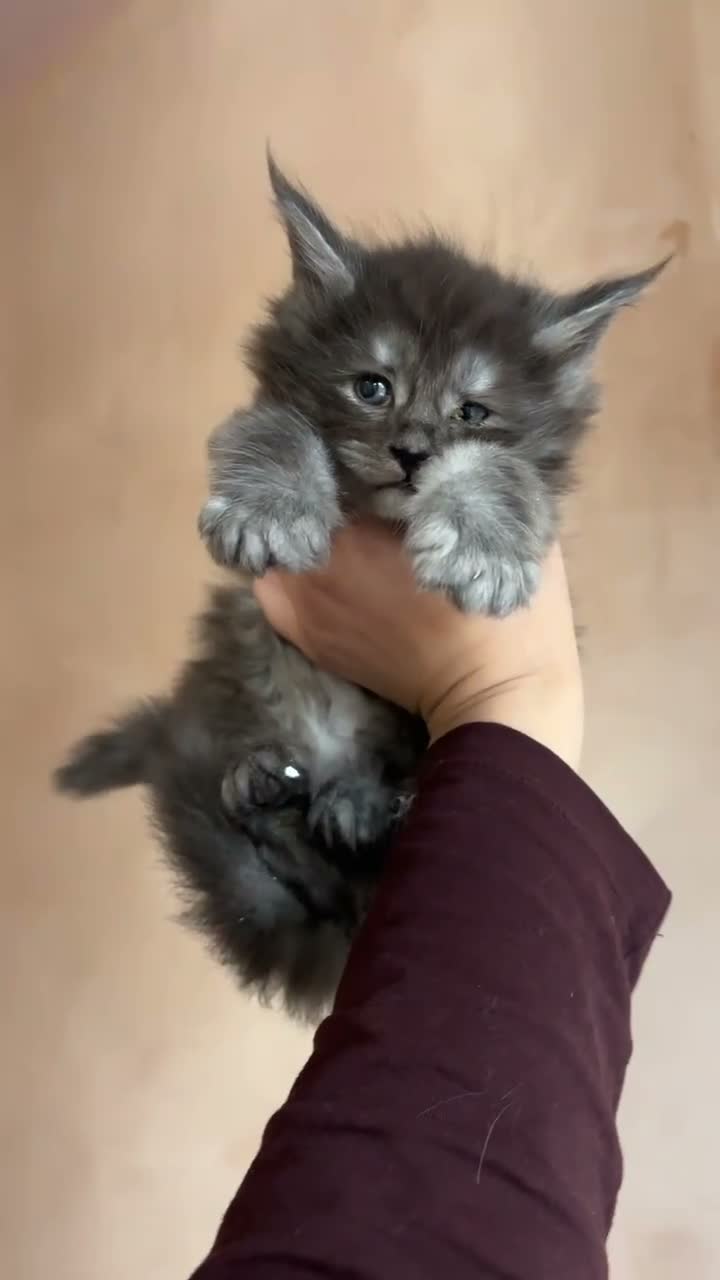 Maine Coon cats for sale: PURE RUSSIAN  MAINE COON KITTENS - Video 4