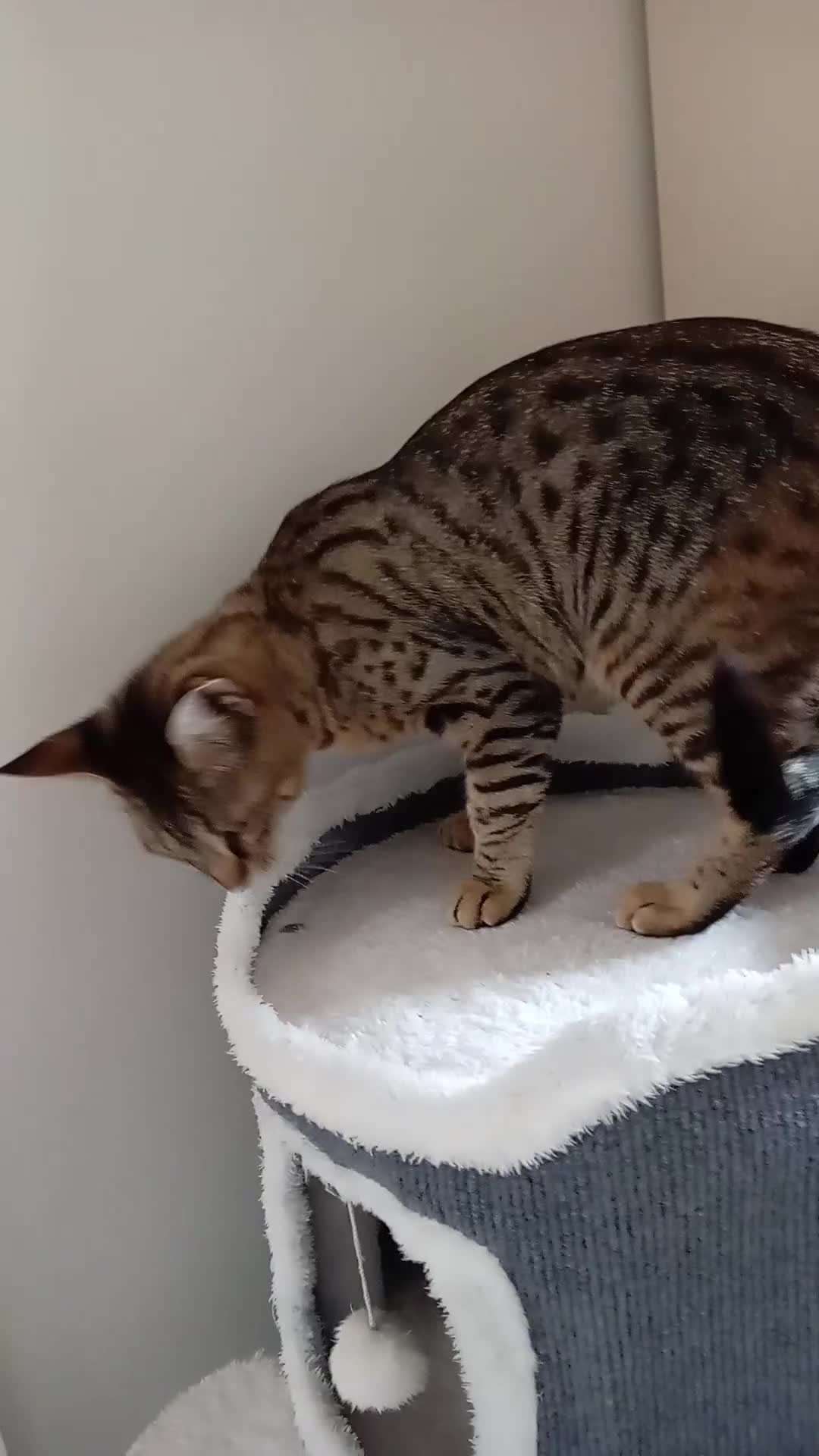 Savannah cats for sale:  Reduced Pedigree TICA Reg  F3 Savannah Female. in Darlington - Video 1