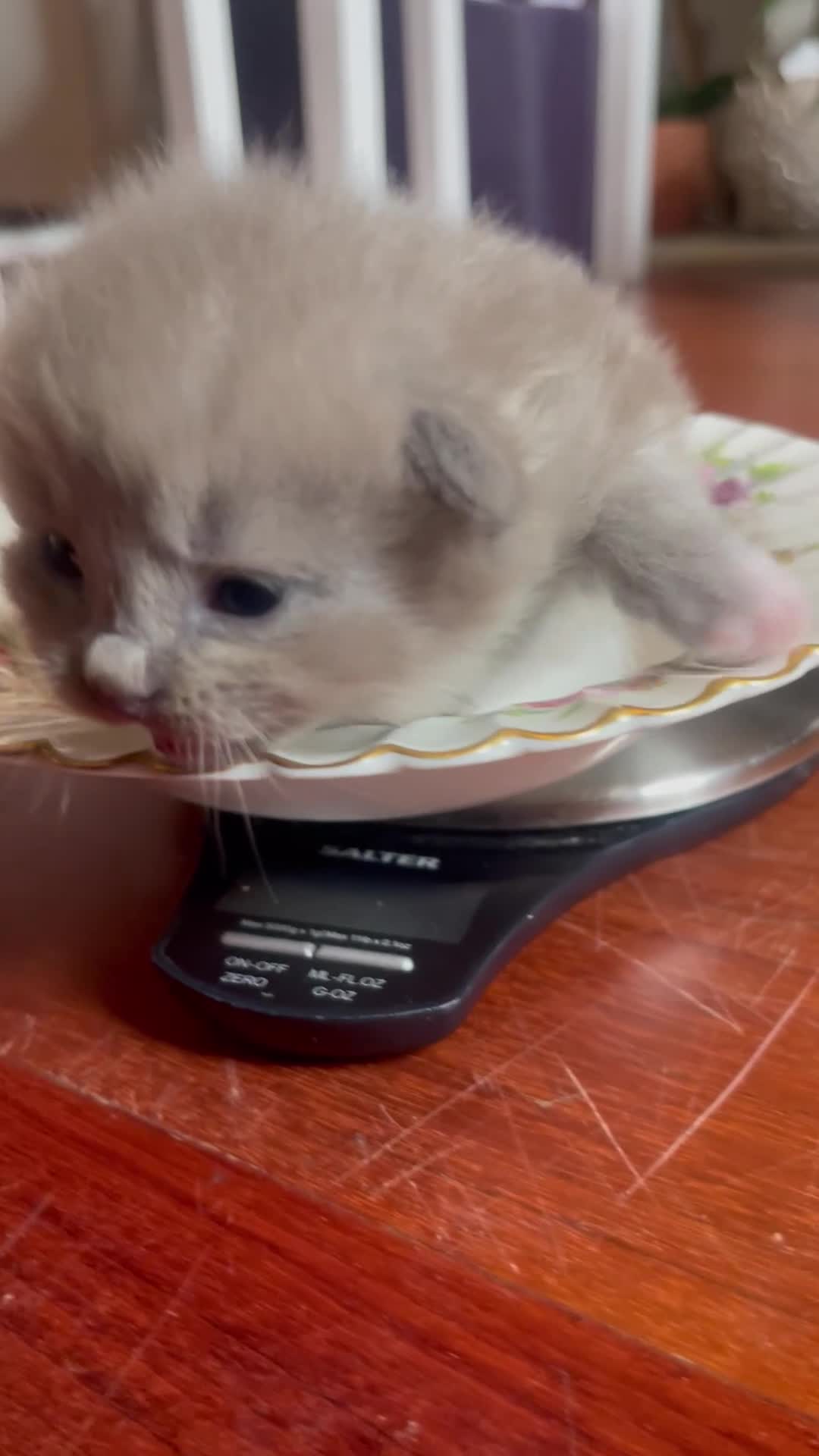 Ragdoll cats for sale: Rare blue and sepia Mink Cherubim Ragdoll kittens  - Video 1