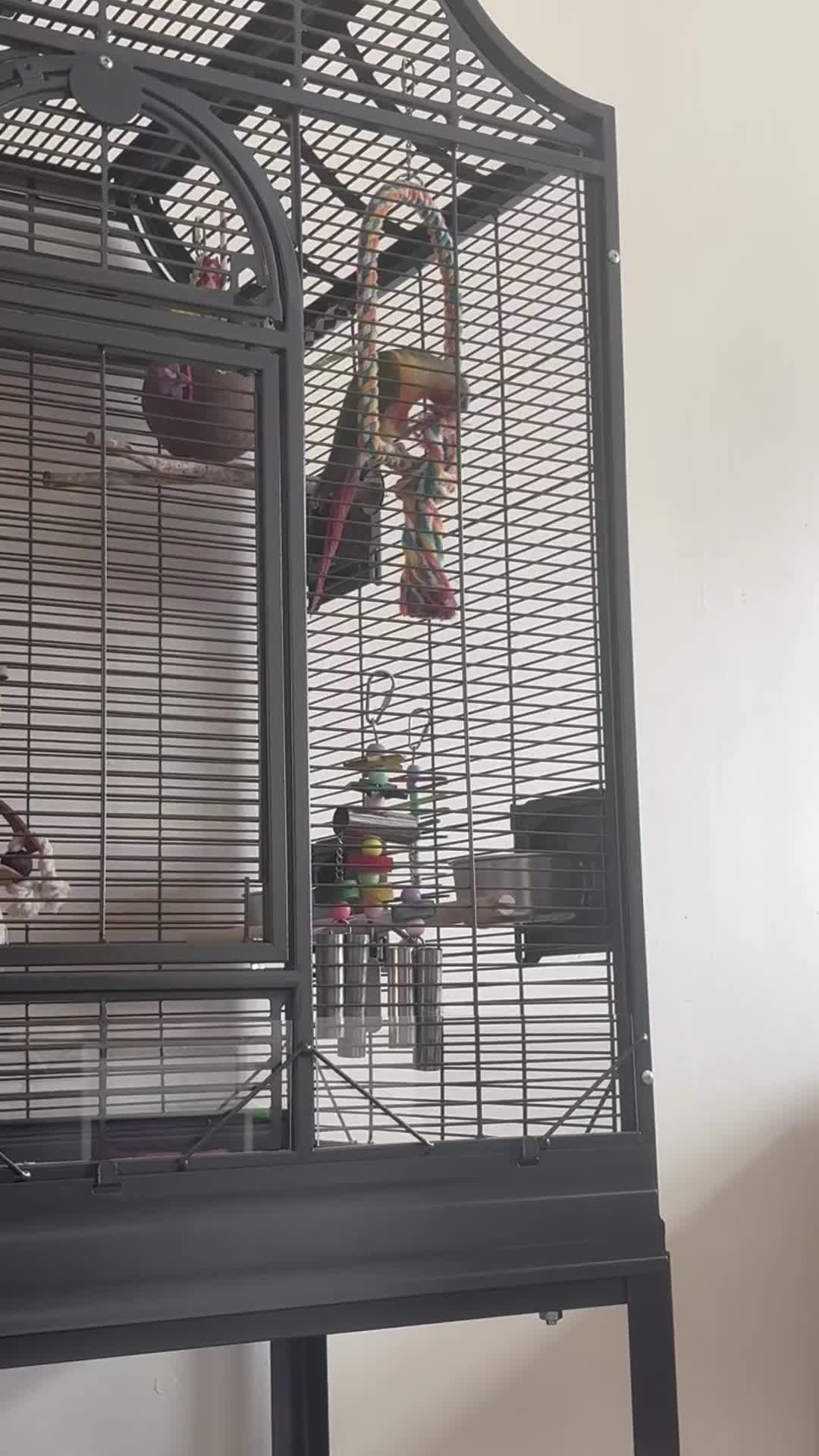Conures birds for sale: Green cheek pineapple conure  - Video 3