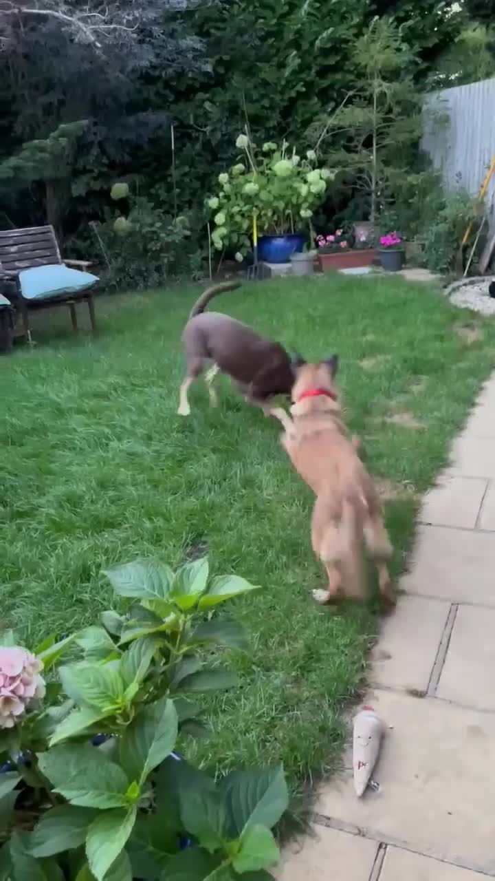 Mixed Breed dogs for adoption: Zina is looking for a loving forever home - Video 2