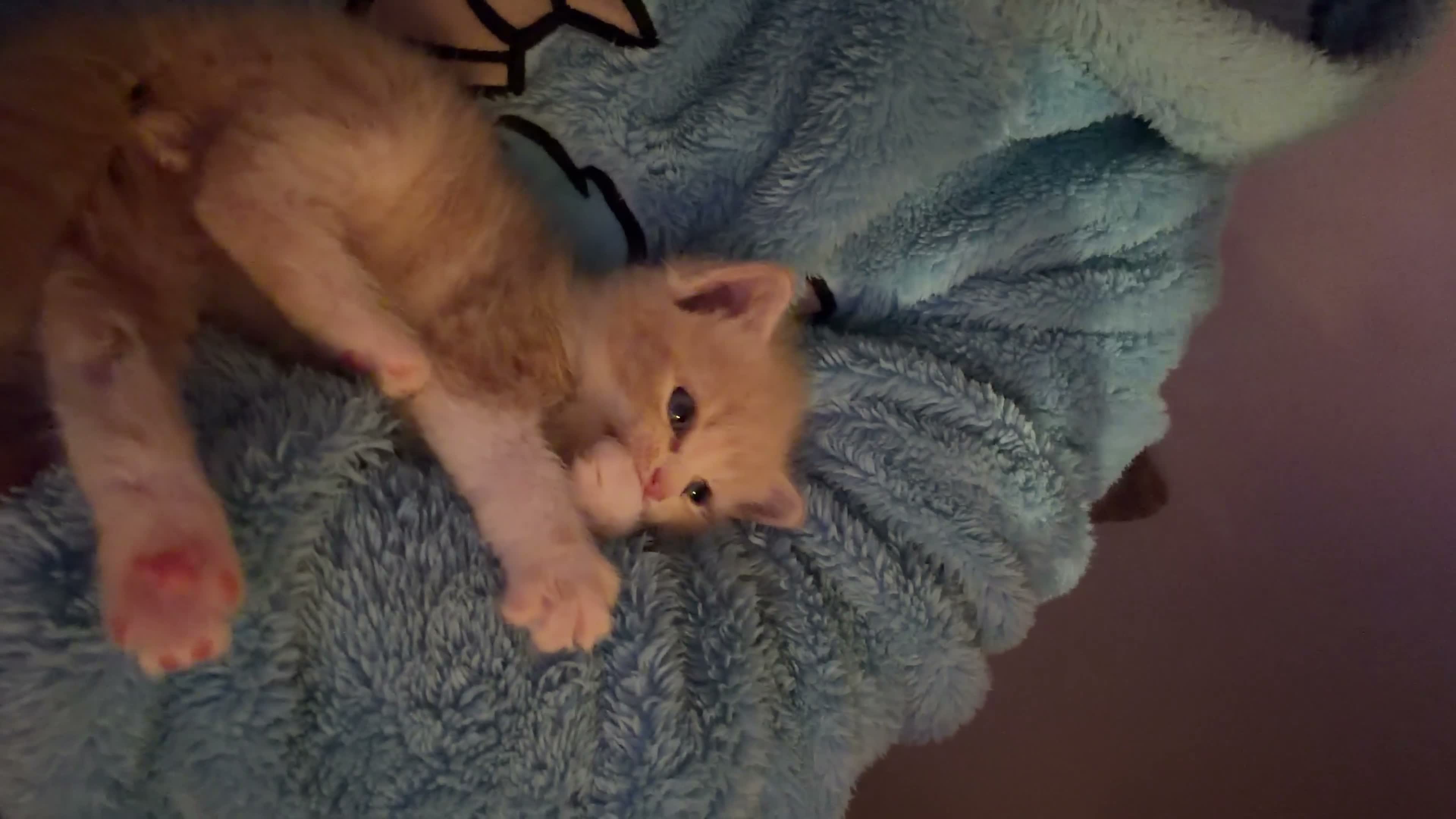 Exotic cats for sale: 🐾 Beautiful Exotic-Type Longhair Kittens 🐾 in Leeds - Video 1